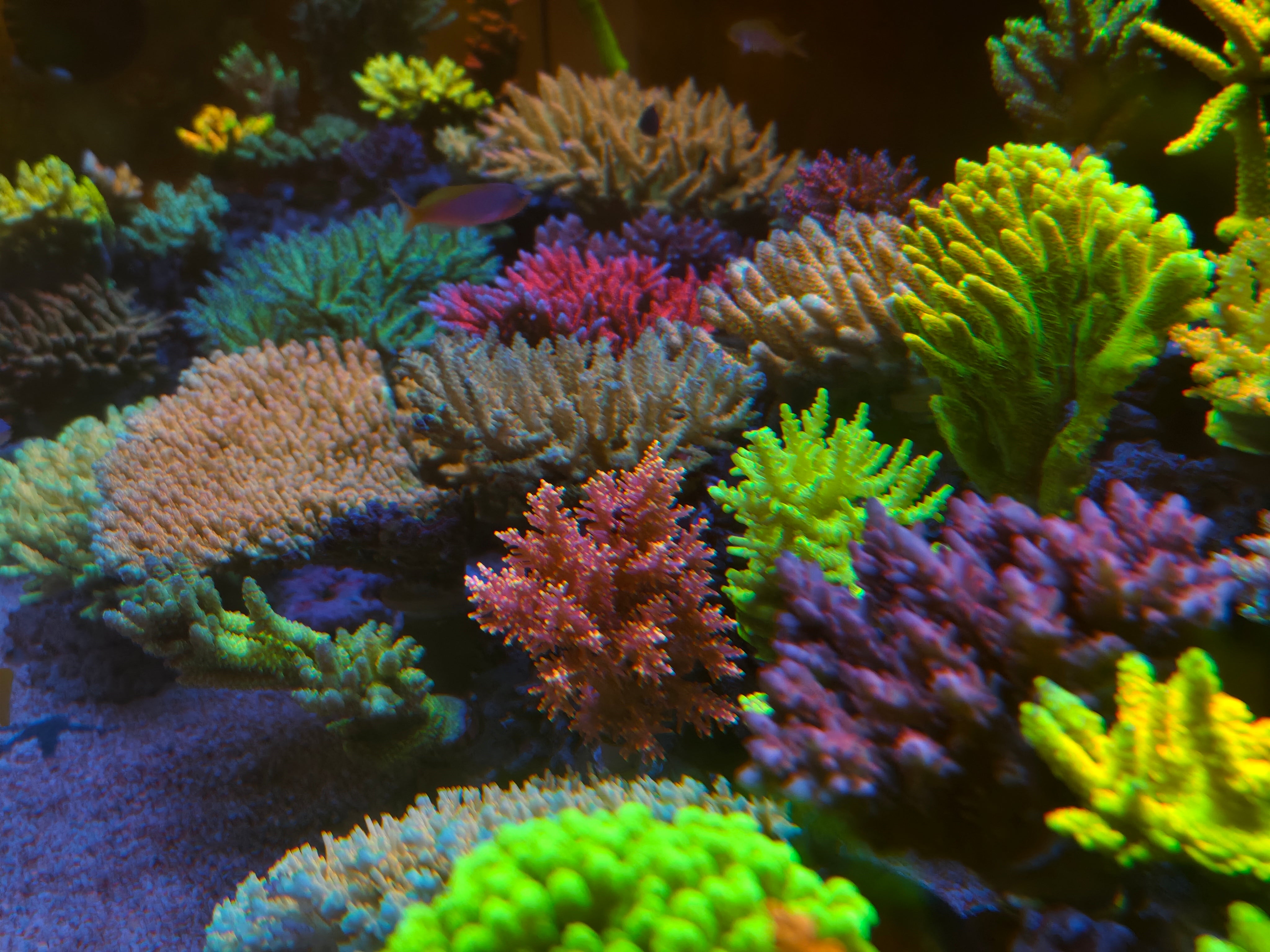 Photo inspiration: Visual Reference: Vortecocean Marine Reef Aquarium Equipment